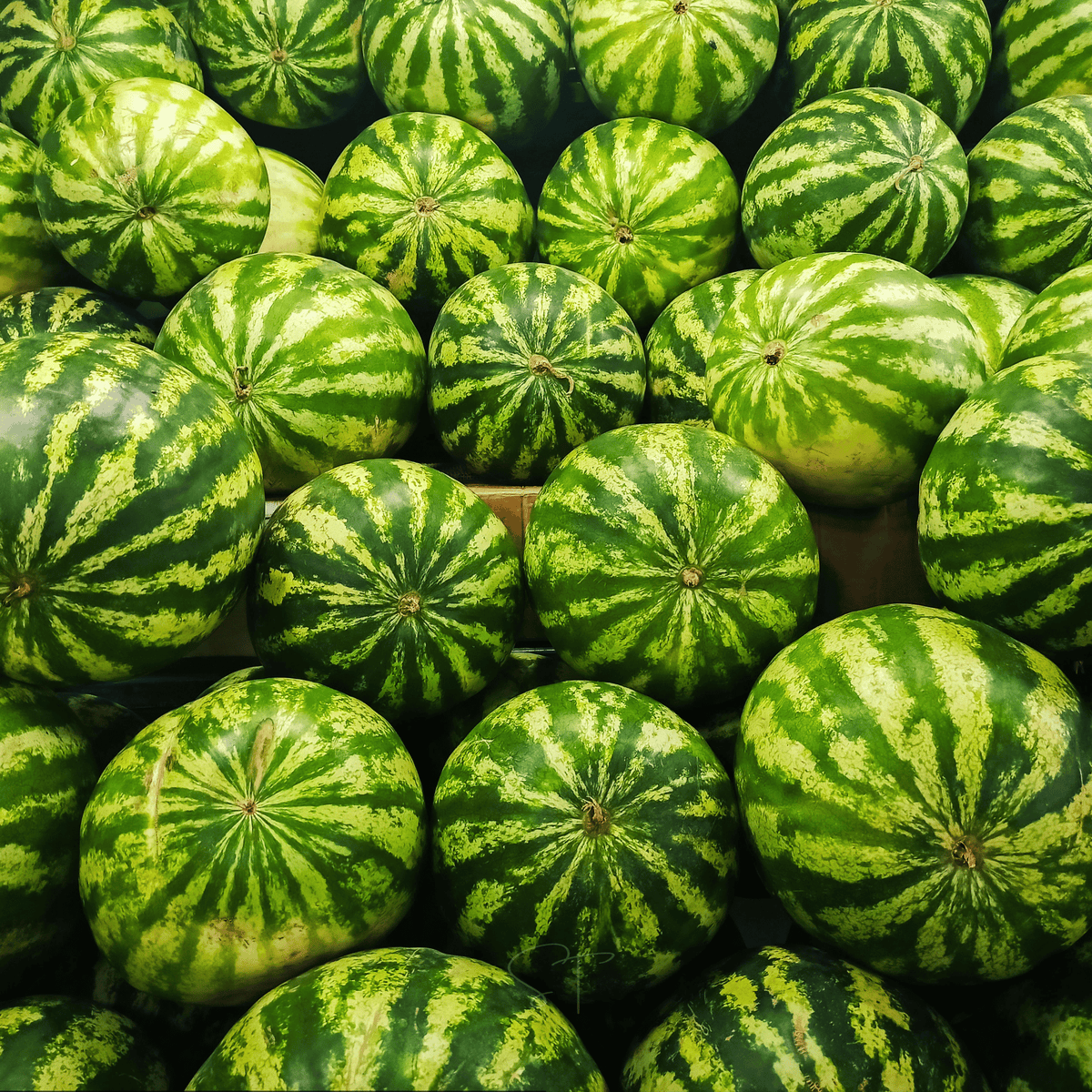 All Sweet Watermelon – 25 Seeds