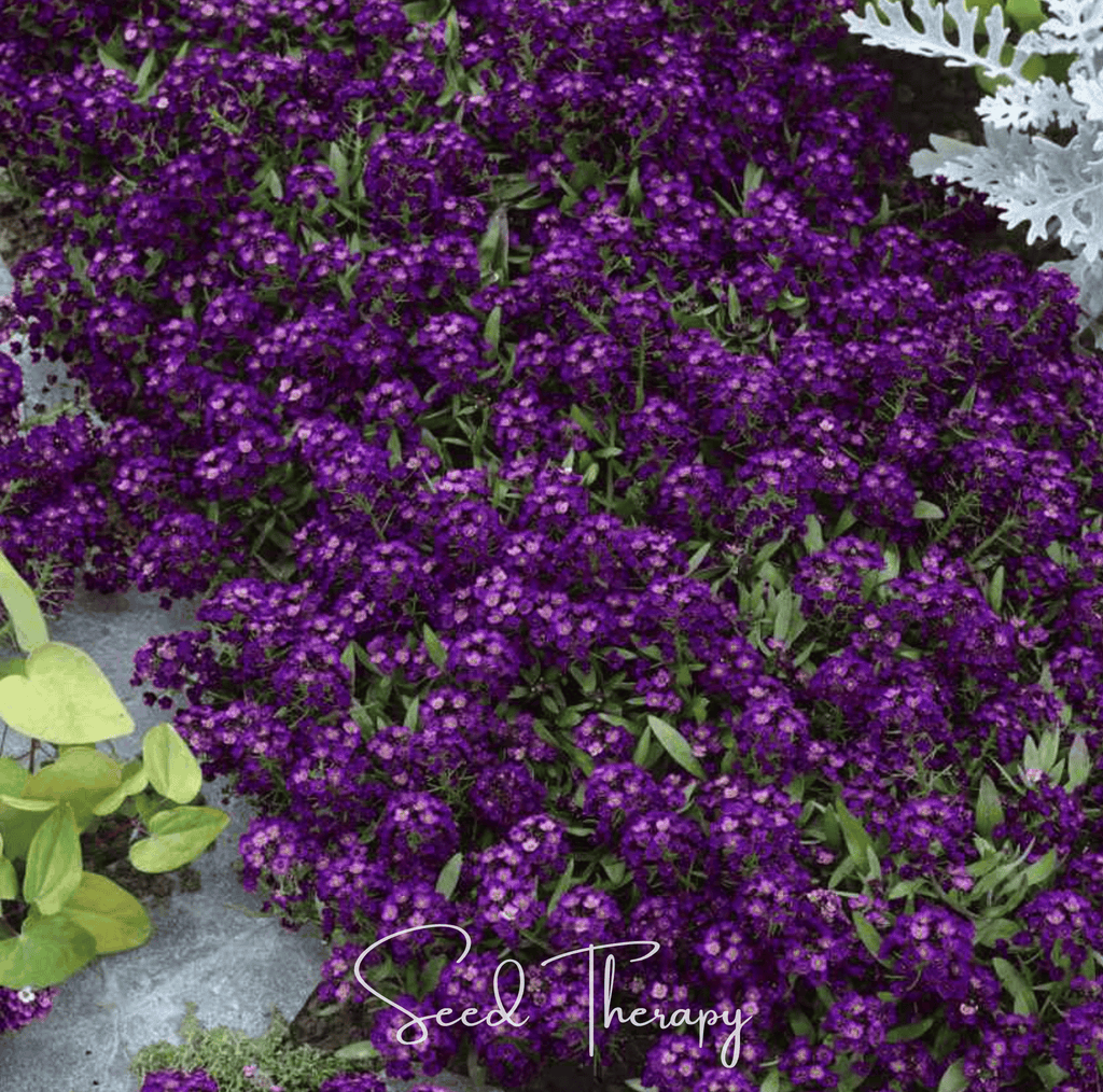 Oriental Nights Alyssum – 100 Seeds