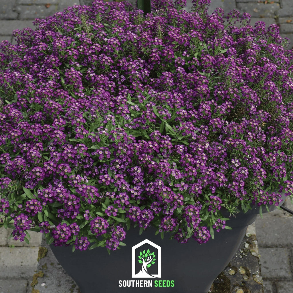 Oriental Nights Alyssum – 100 Seeds