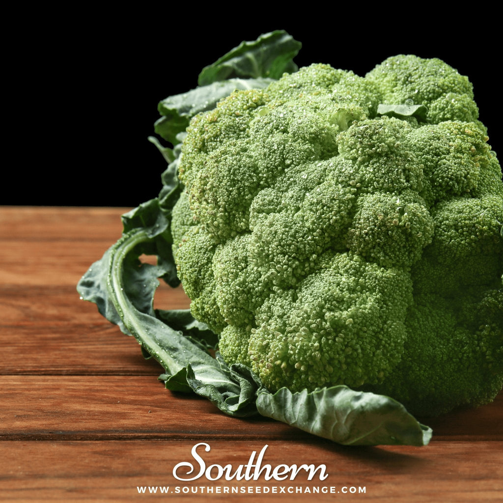Calabrese Green Broccoli – 100 Seeds