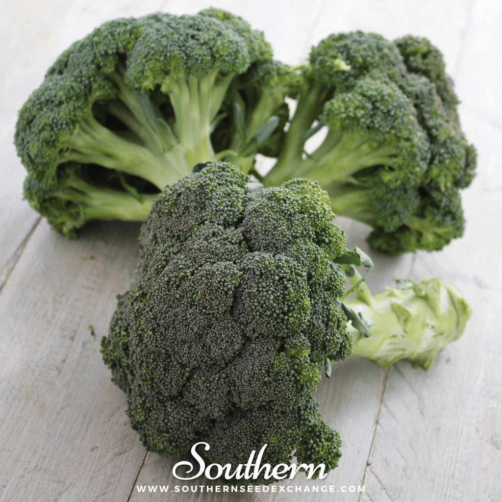 Calabrese Green Broccoli – 100 Seeds