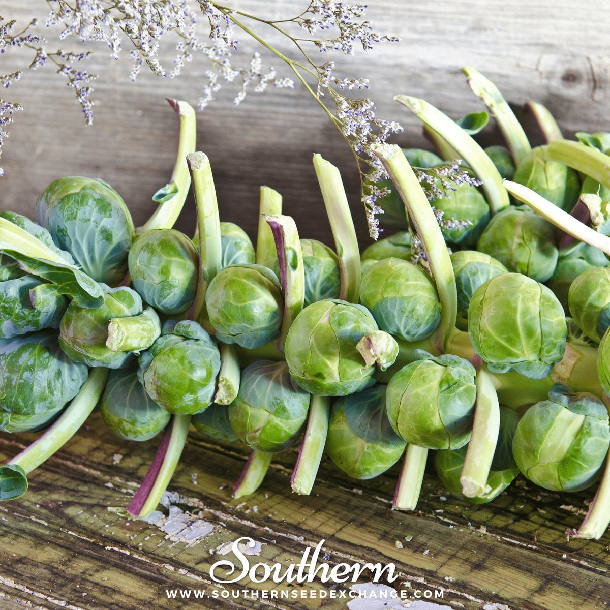 Catskill Brussels Sprouts – 250 Seeds
