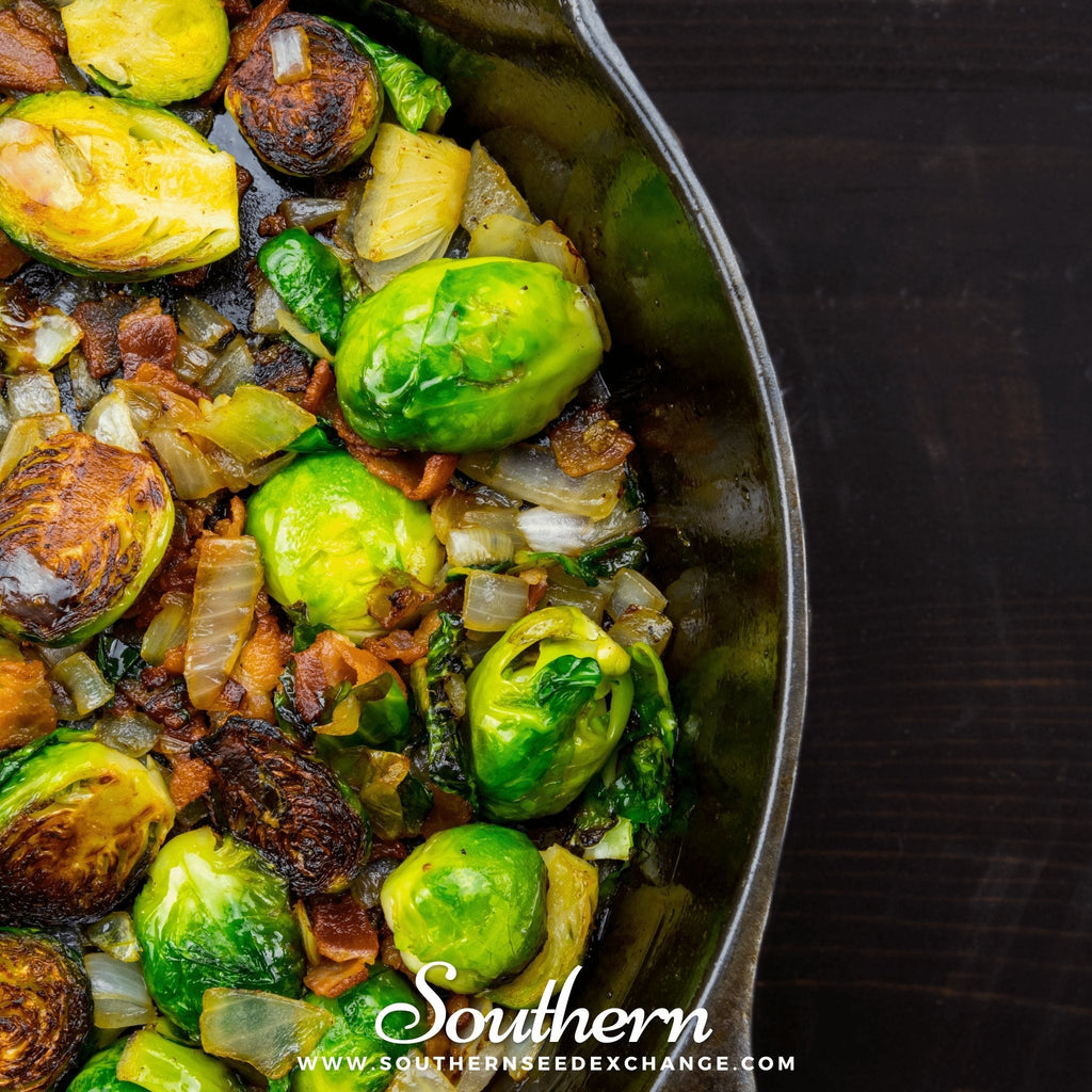 Long Island Improved Brussels Sprouts – 250 Seeds