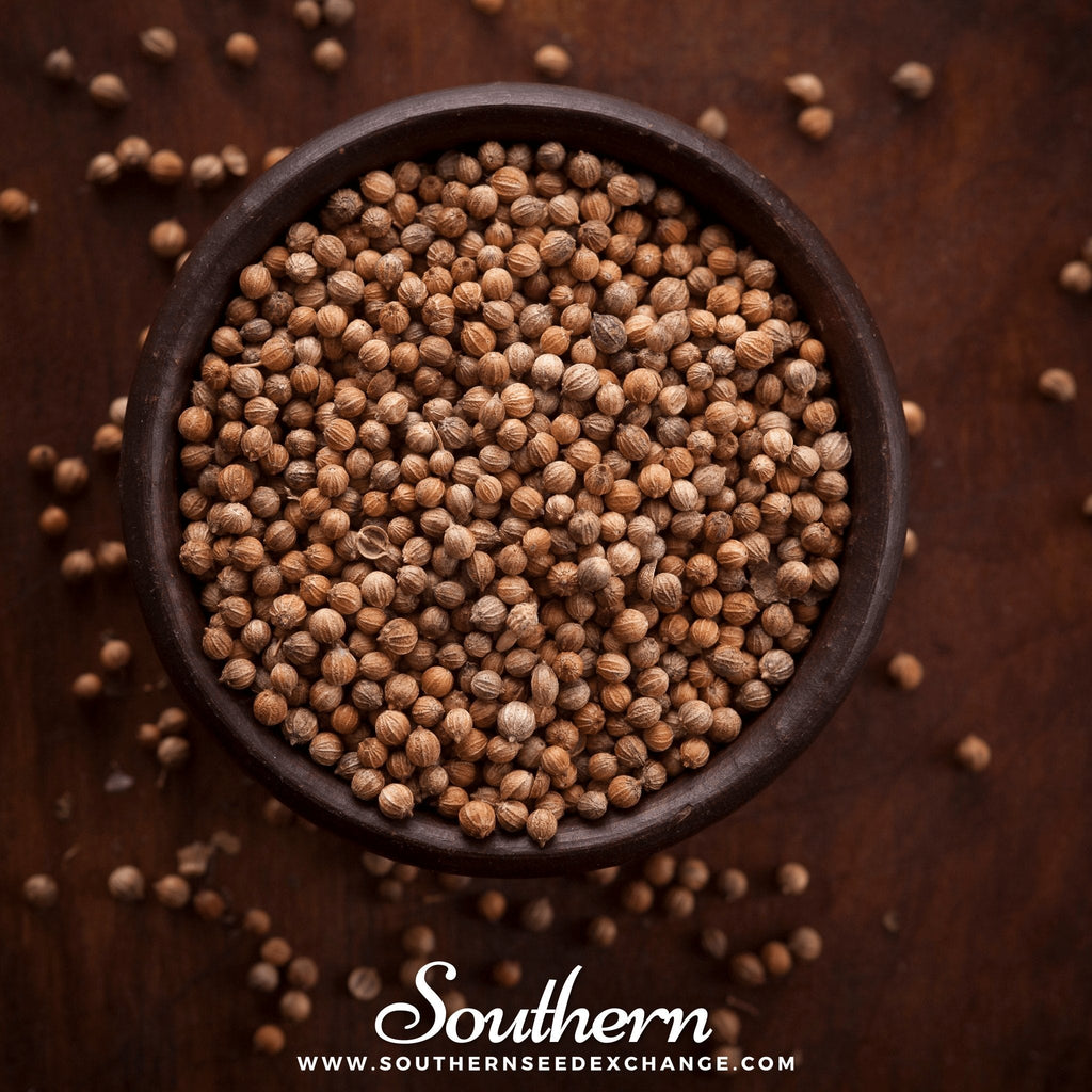 Santo Cilantro – 100 Seeds