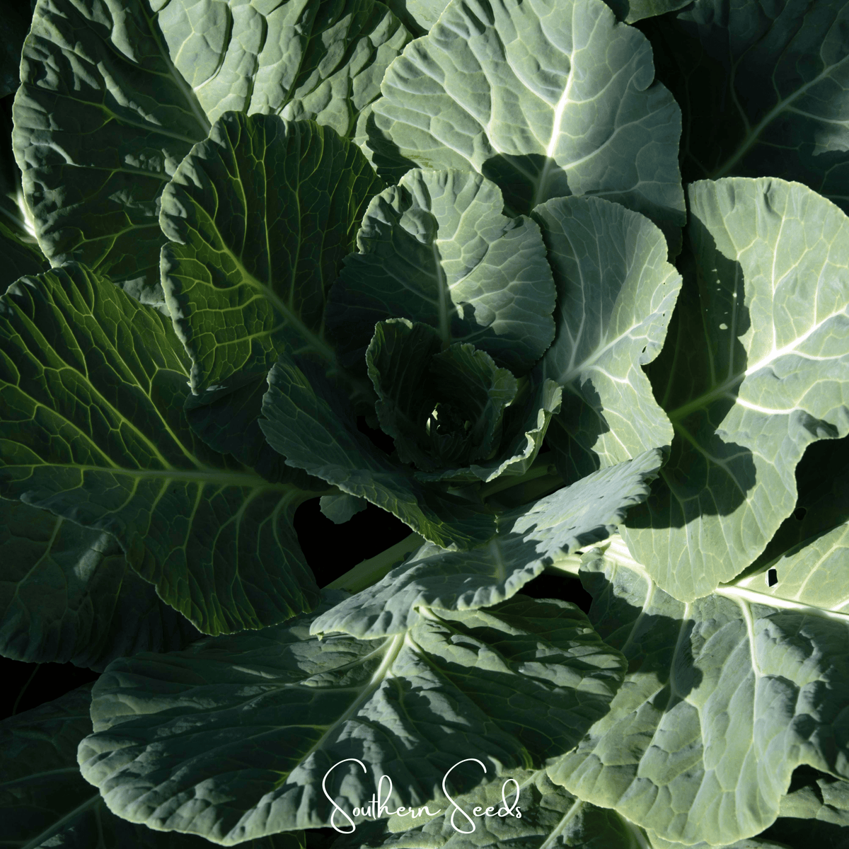 Georgia Collard Greens – 100 Seeds