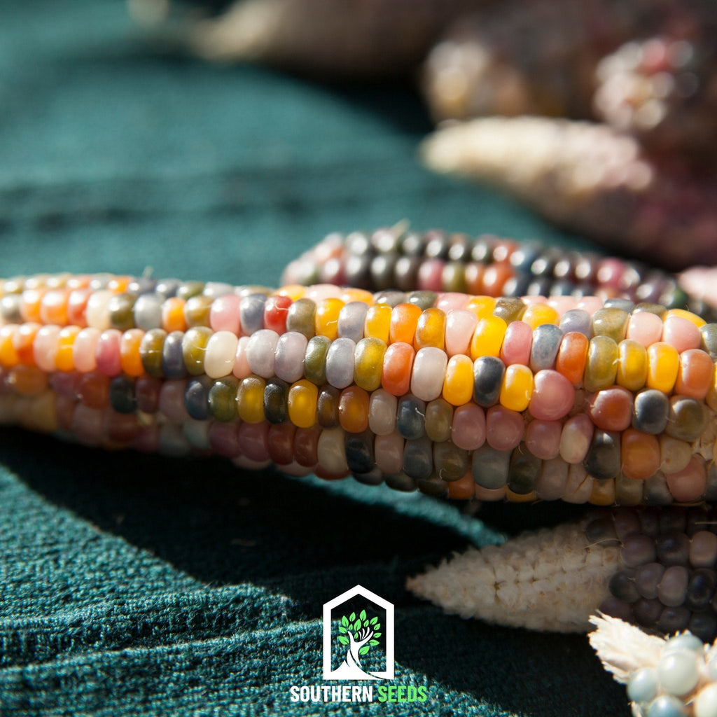 Glass Gems Corn – 30 Seeds