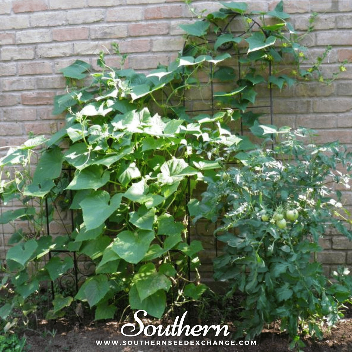 Straight 8 Cucumber – 30 Seeds