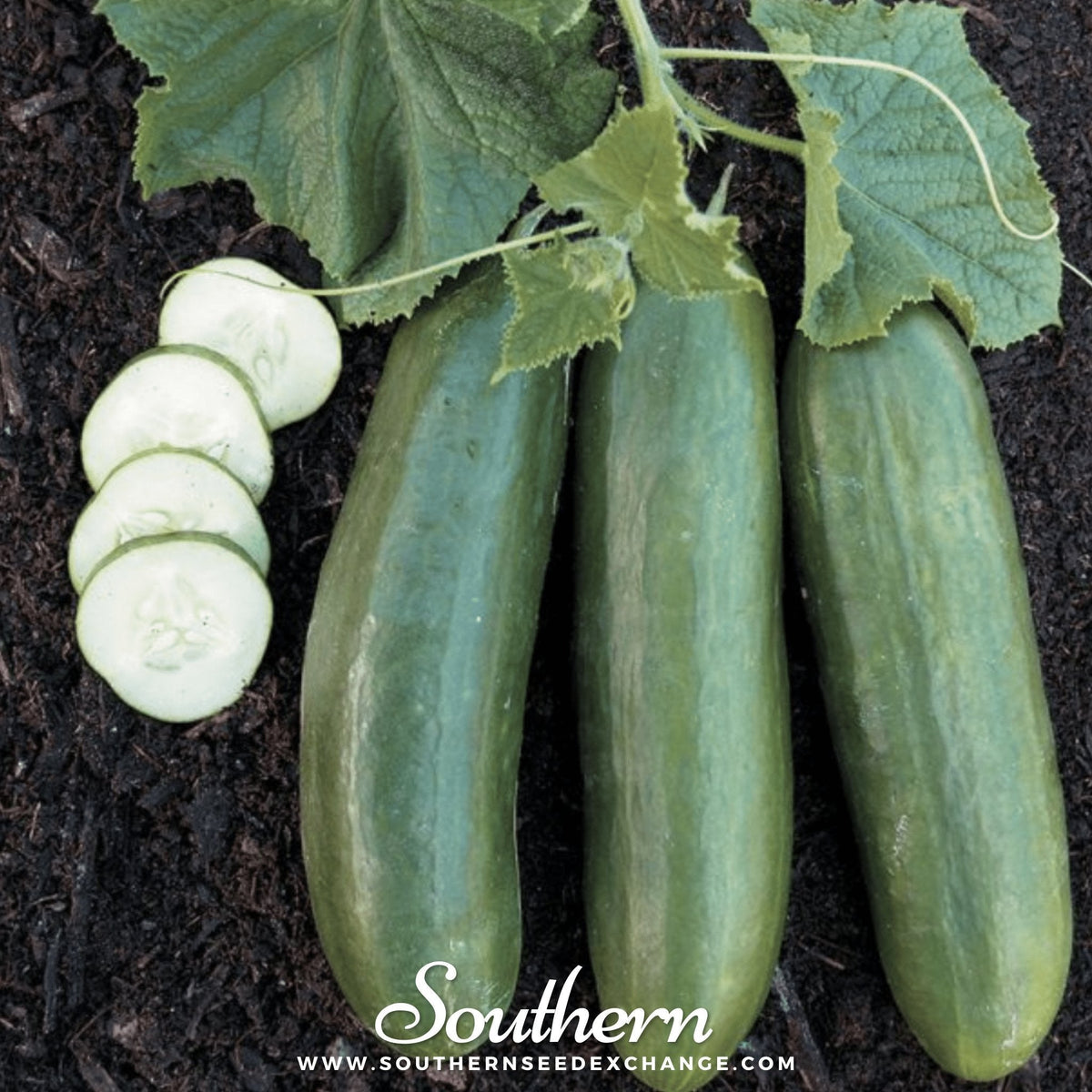 Straight 8 Cucumber – 30 Seeds