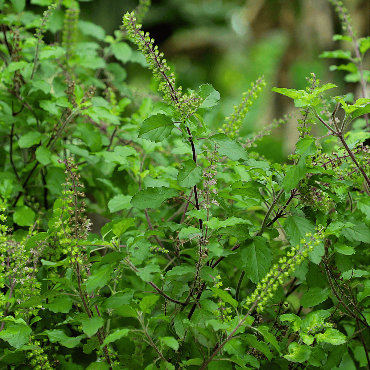 Holy Tulsi Basil – 250 Seeds
