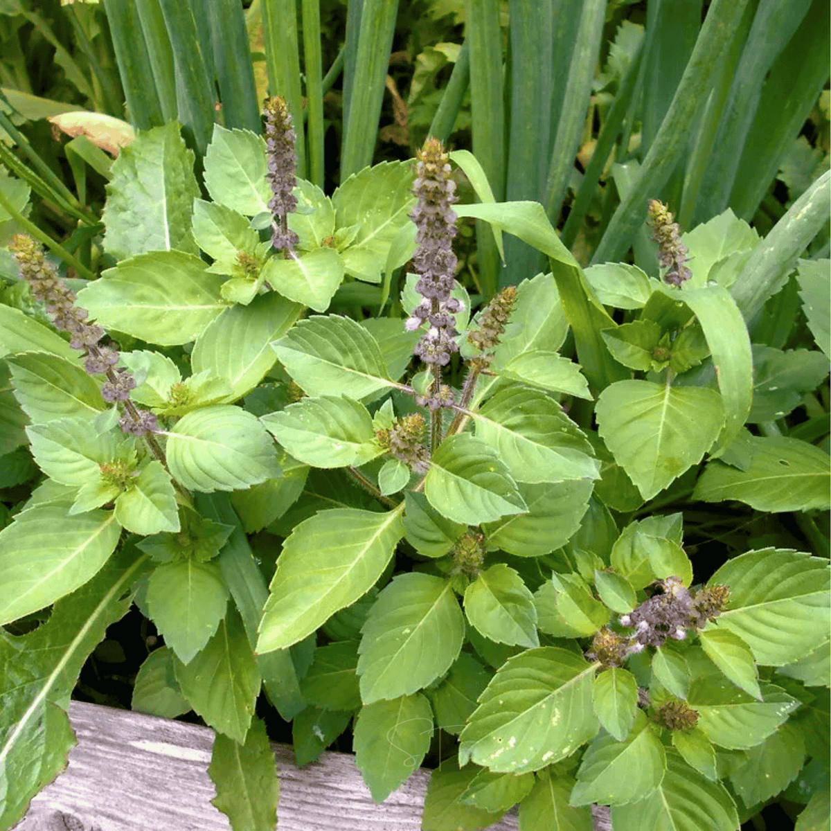 Holy Tulsi Basil – 250 Seeds