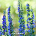 Blue Hyssop – 200 Seeds
