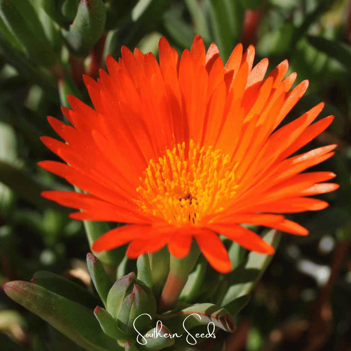 Orange Gelato Ice Plant – 200 Seeds
