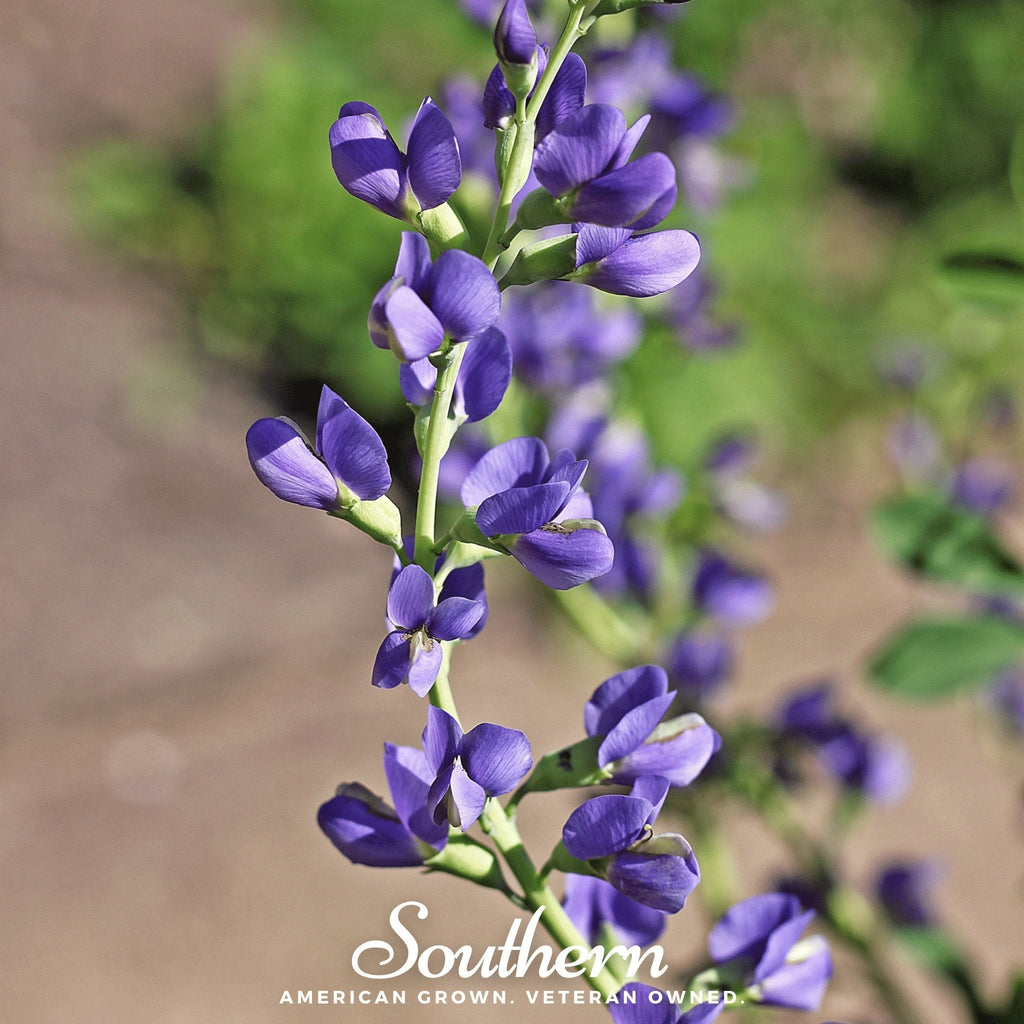 Wild Blue Indigo – 35 Seeds
