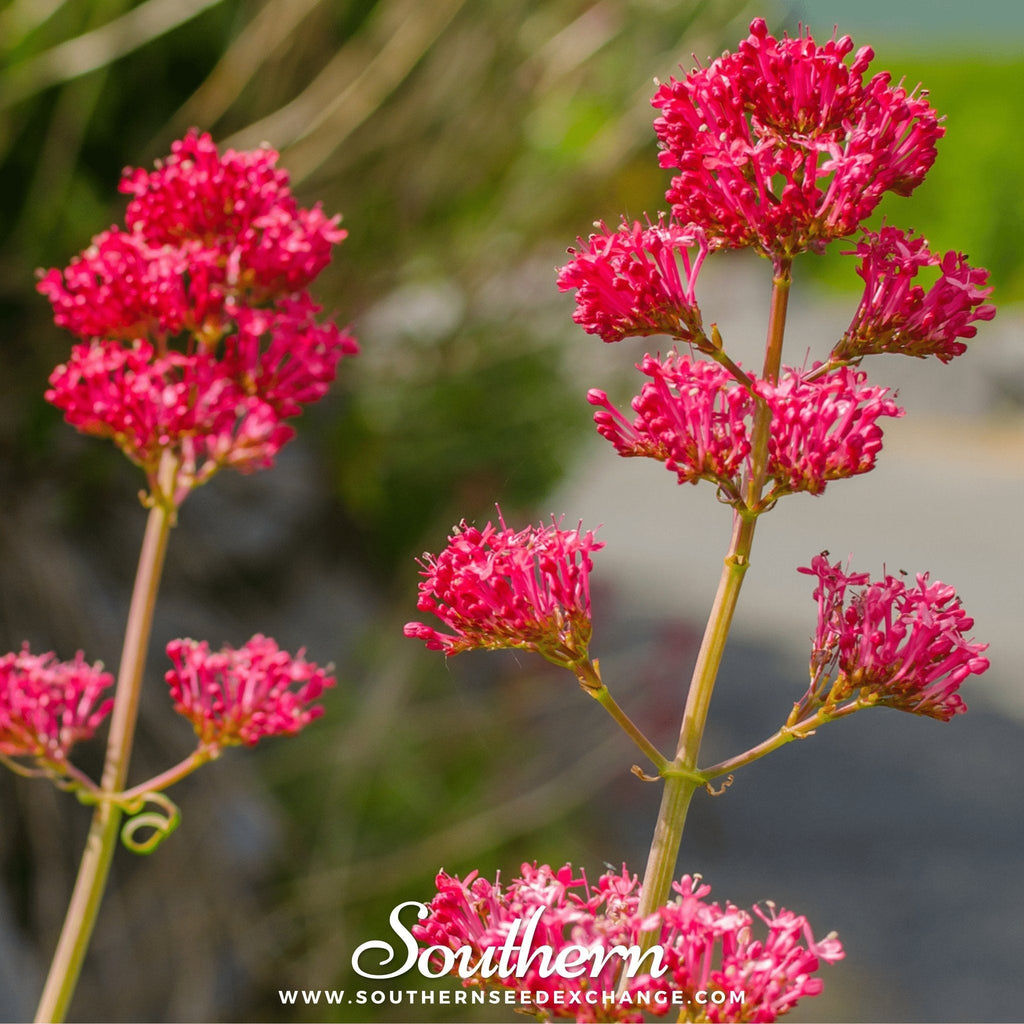Jupiter’s Beard (Red Valerian) – 50 Seeds