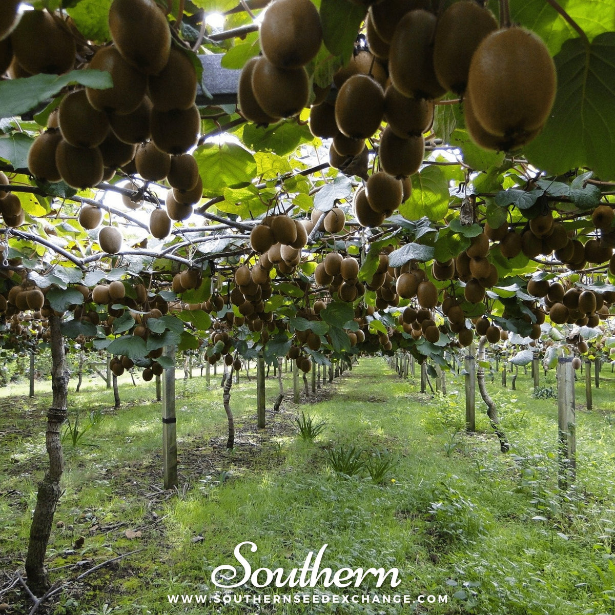 Kiwi Fruit – 100 Seeds