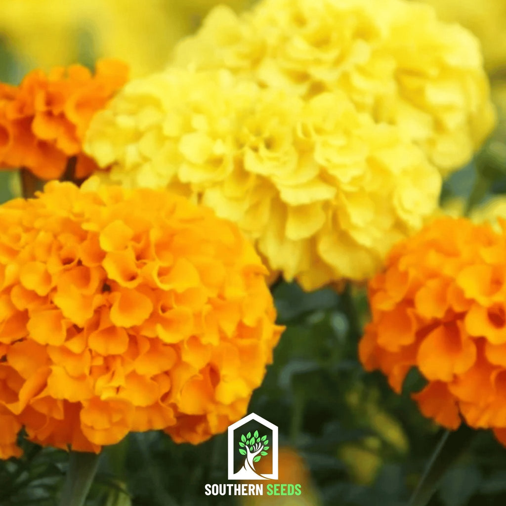 Crackerjack Marigold – 100 Seeds