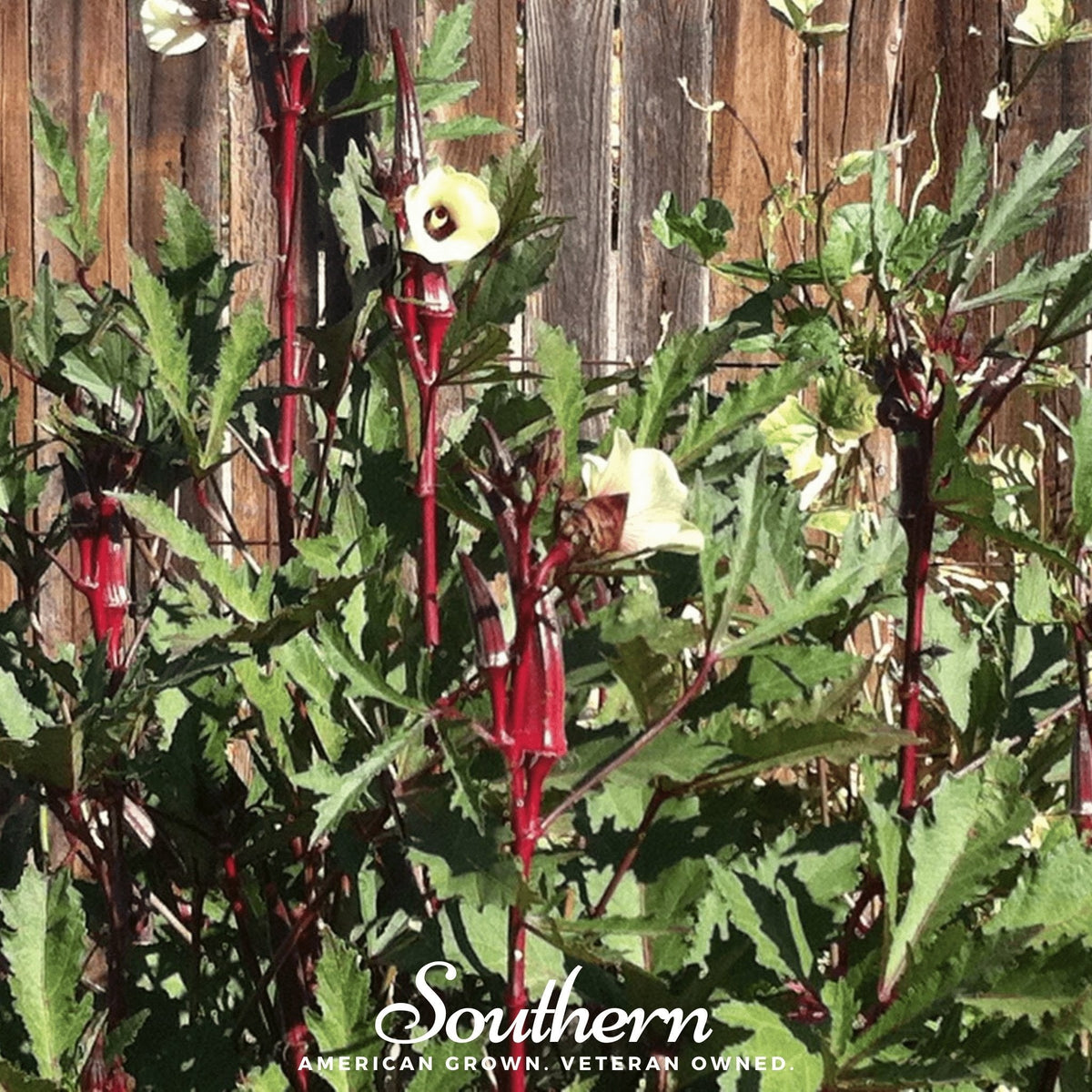 Red Burgundy Okra – 50 Seeds