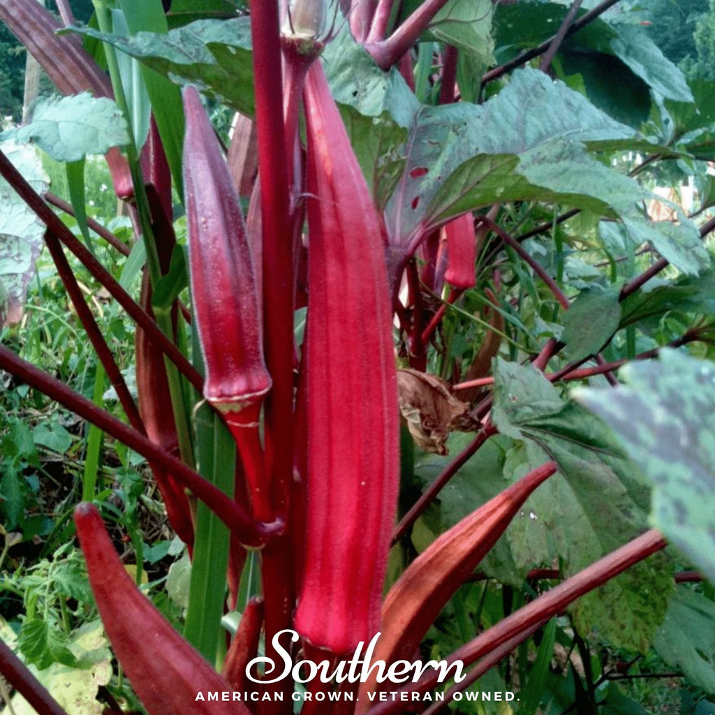 Red Burgundy Okra – 50 Seeds