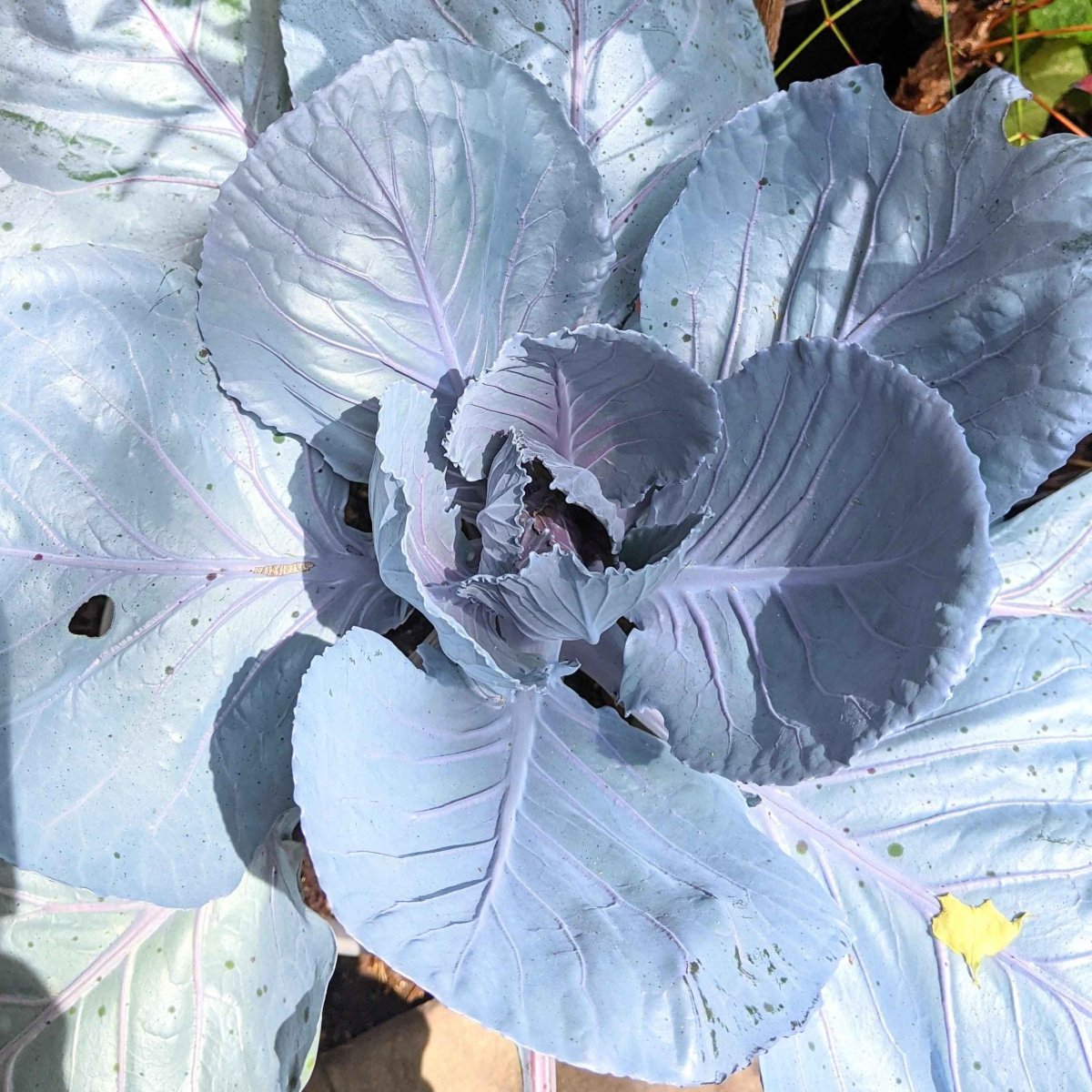 Organic Red Cabbage Seeds