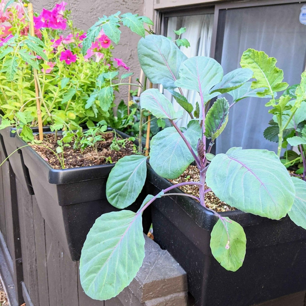Organic Red Cabbage Seeds