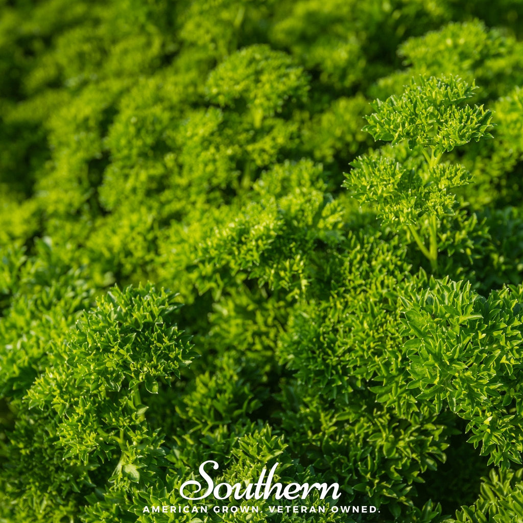 Triple Curled Parsley – 200 Seeds