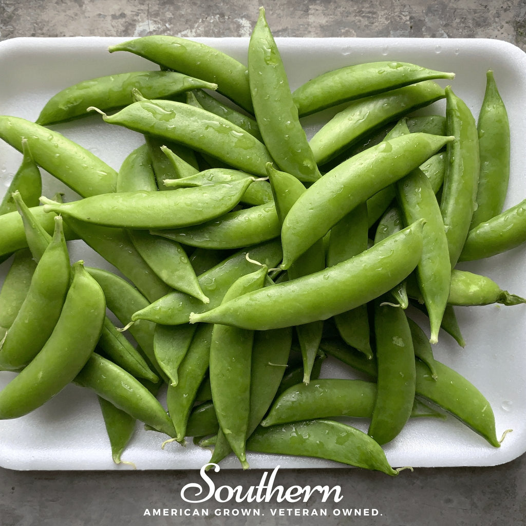 Sugar Snap Peas – 20 Seeds