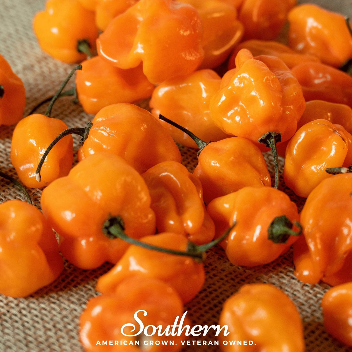 Orange Habanero Pepper – 30 Seeds