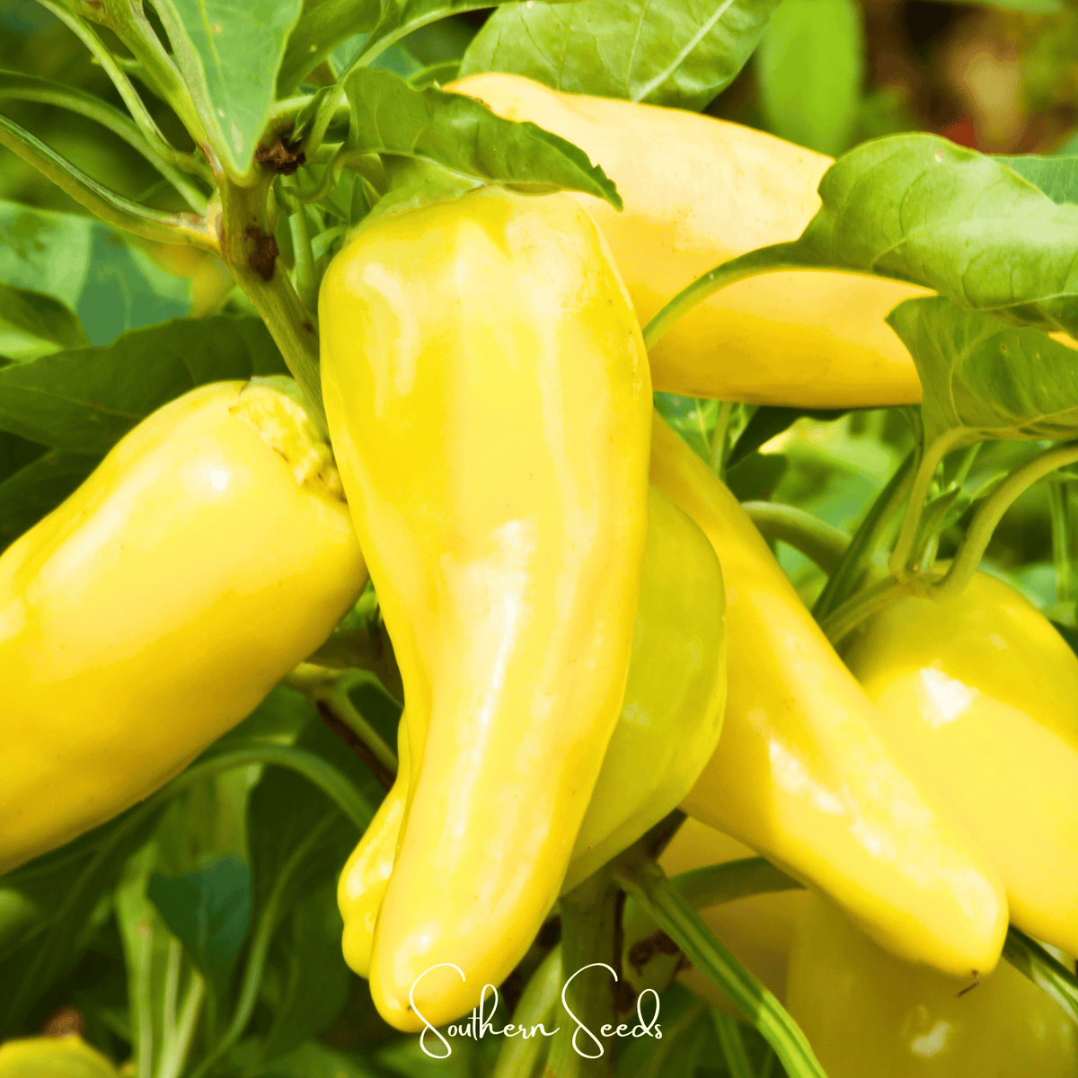 Sweet Banana Pepper – 25 Seeds