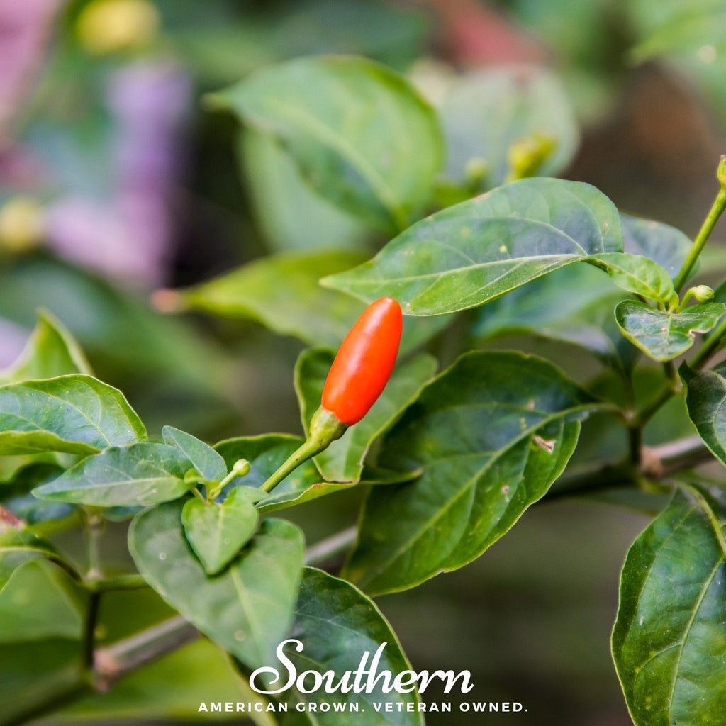 Tabasco Pepper – 50 Seeds