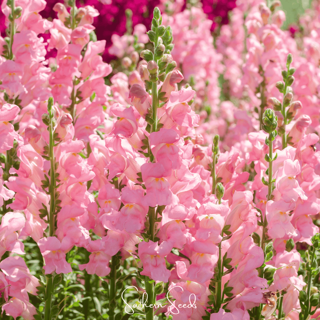 Rose Snapdragon – 200 Seeds