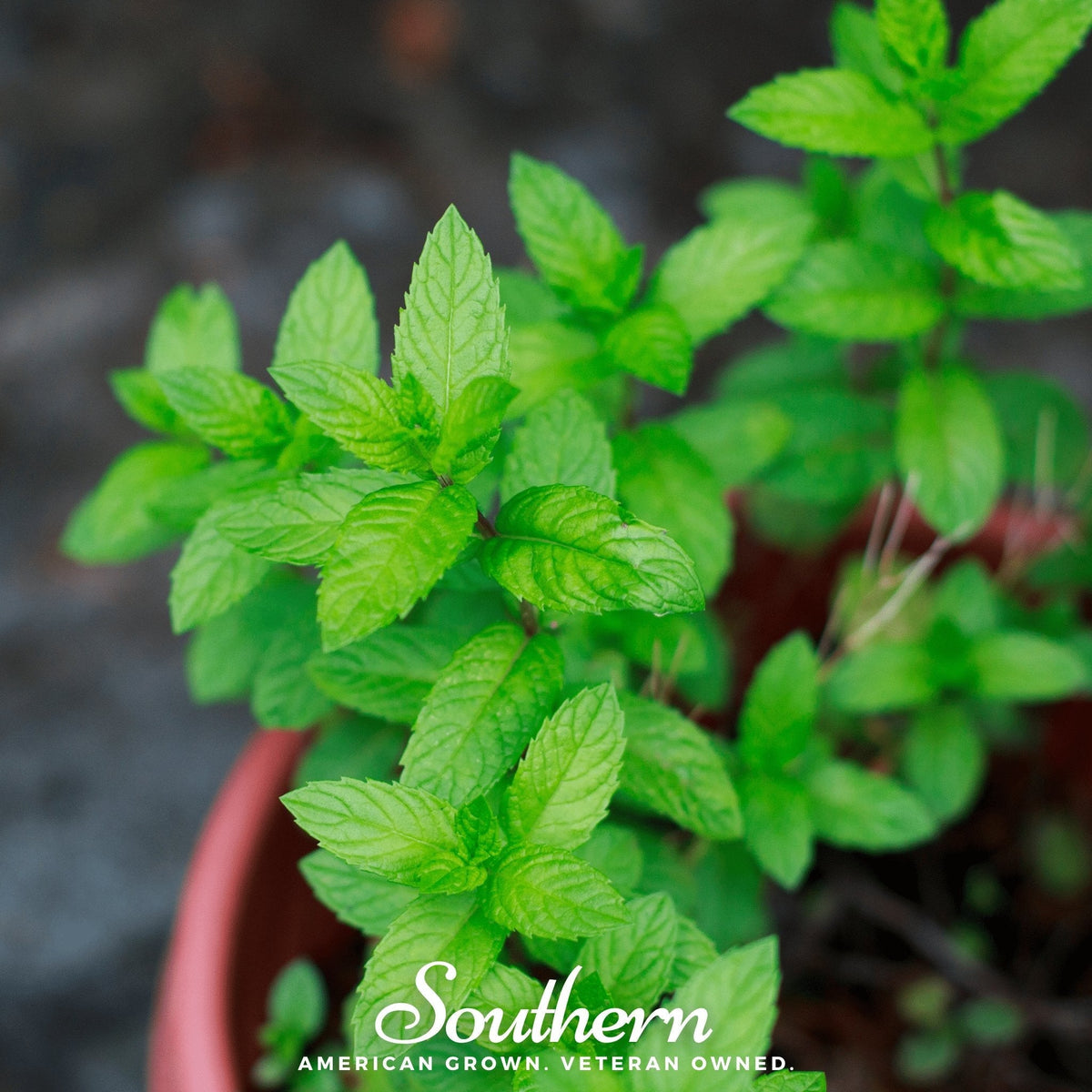 Spearmint – 200 Seeds