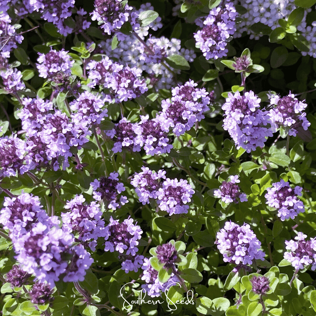 Lemon Thyme – 250 Seeds