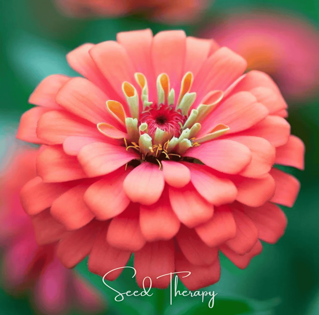 Coral Zinnia – 100 Seeds