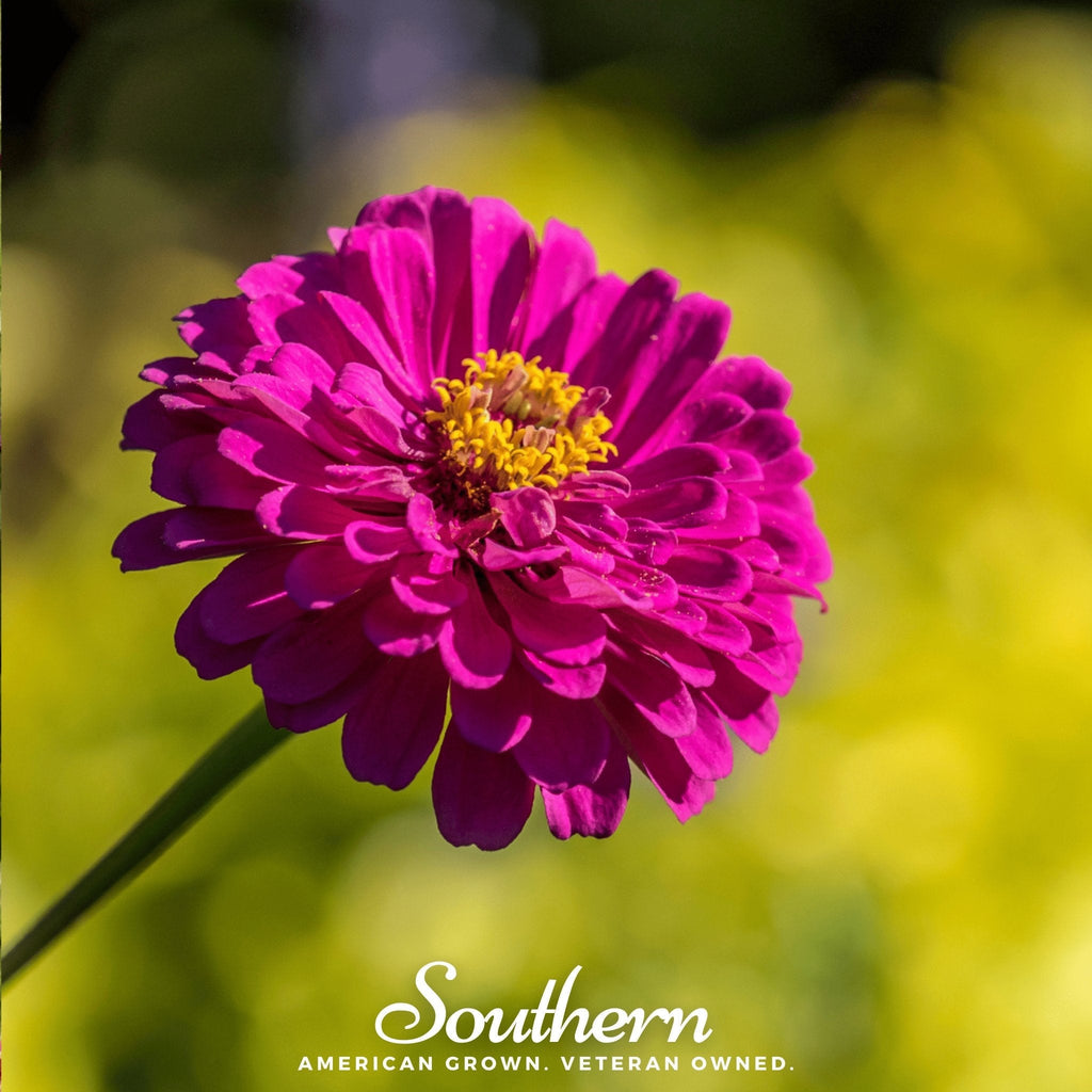 Purple Prince Zinnia – 100 Seeds